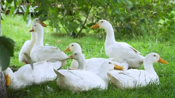 Granja blanca patos por el camino del campo — Vídeos de Stock