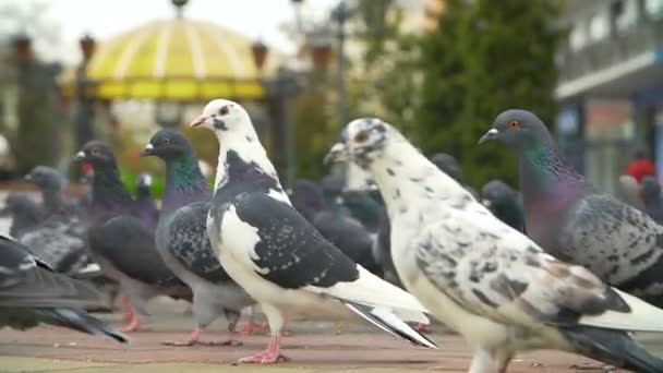 Tauben füttern am Stadtplatz — Stockvideo