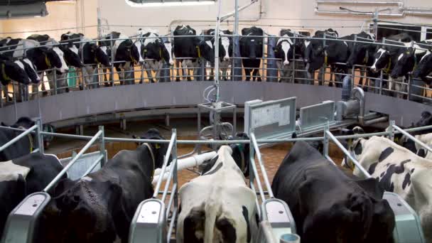 Automatic milking carousel system at the dairy farm — Stock Video