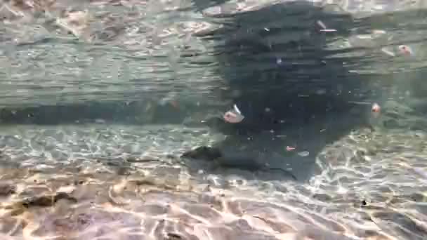 Ondulações de fundo arenoso da costa do mar raso com a luz solar — Vídeo de Stock