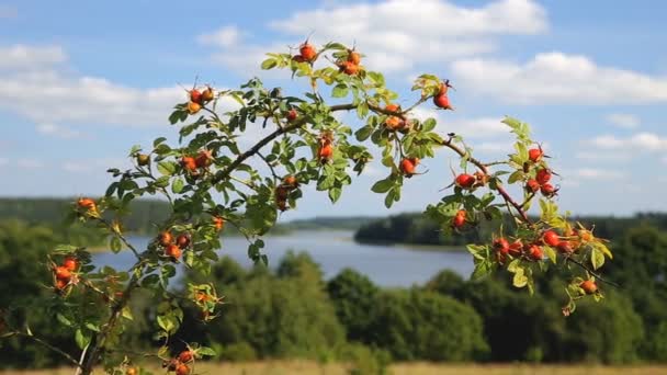 Ramo de rosehip arbustos sobre a bela paisagem da margem do lago — Vídeo de Stock