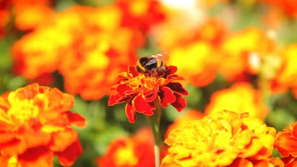 Humla pollinerande blomma tagetes — Stockvideo