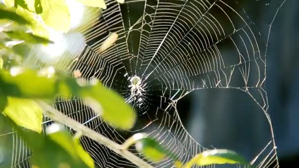 Spider lavora sulla sua ragnatela tra i rami degli alberi in giardino — Video Stock