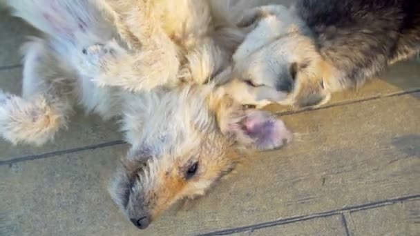 Пара безпритульних собак, що лежать на землі грають — стокове відео
