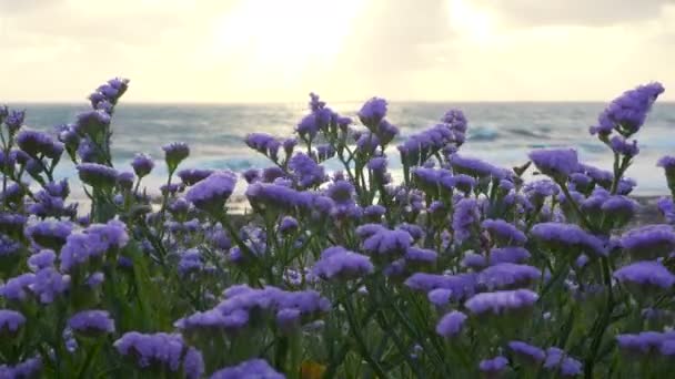 日落时分在海岸线旁盛开的海薰衣草 — 图库视频影像