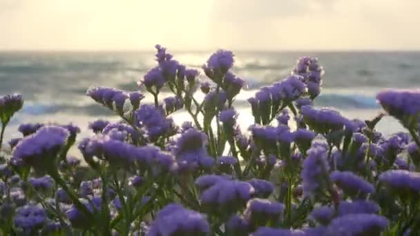 Zee lavendel in bloei door de kustlijn bij zonsondergang — Stockvideo