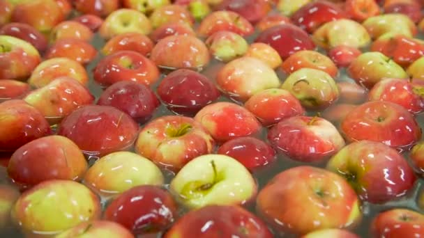 Äpfel waschen auf dem Förderband — Stockvideo