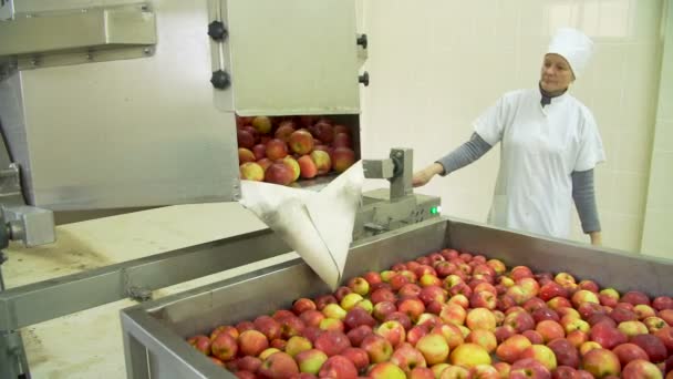 콘 베이어 에서 사과를 씻는 모습 — 비디오