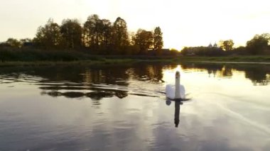 Gölde yüzen bir kuğunun havadan görünüşü