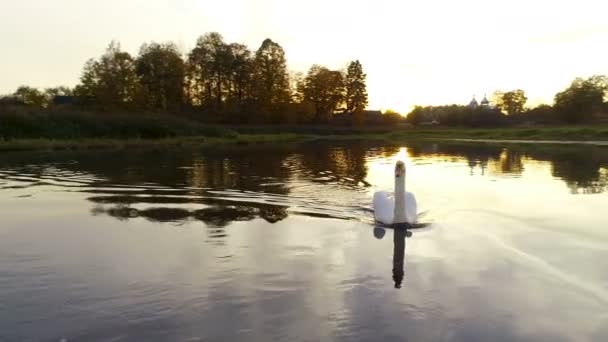 Aerial view of a swan swimming on the lake — Stock Video