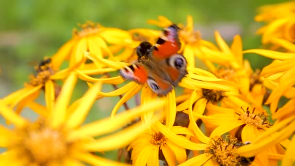 Mariposas y abejorros sobre flores amarillas de finales del verano — Vídeo de stock