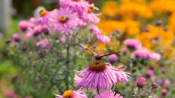 Над розовыми садовыми цветами летают мухи — стоковое видео