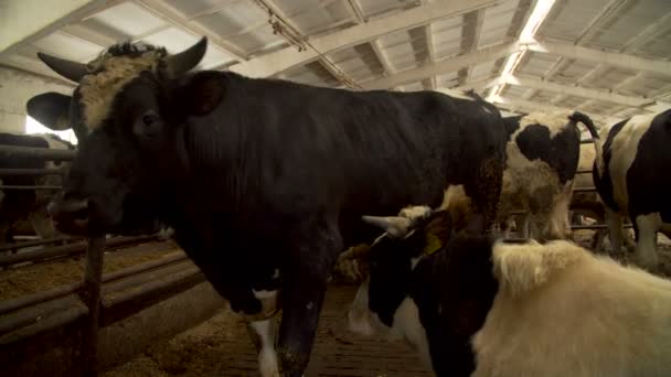 Koeien in een melkveehouderij — Stockvideo