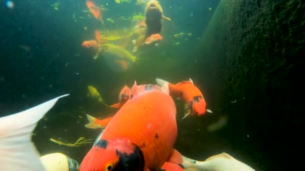 海鱼在池塘里 — 图库视频影像