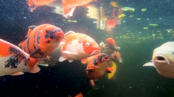 Peixe carpa Koi em uma lagoa — Vídeo de Stock