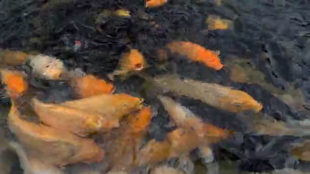 Colorido pez carpa koi en una granja de alimentación estanque — Vídeos de Stock
