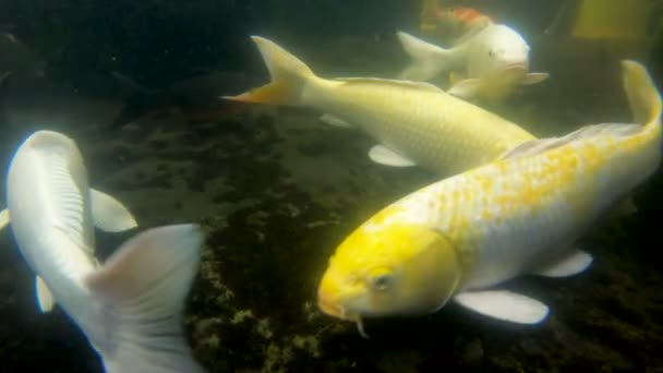 Poisson carpe koï dans un étang — Video