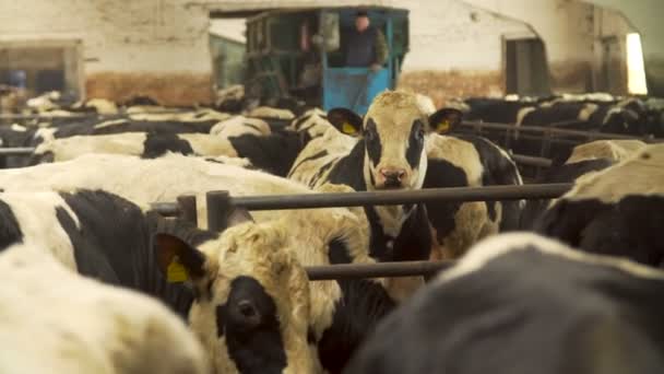 Vacas en una granja lechera — Vídeos de Stock