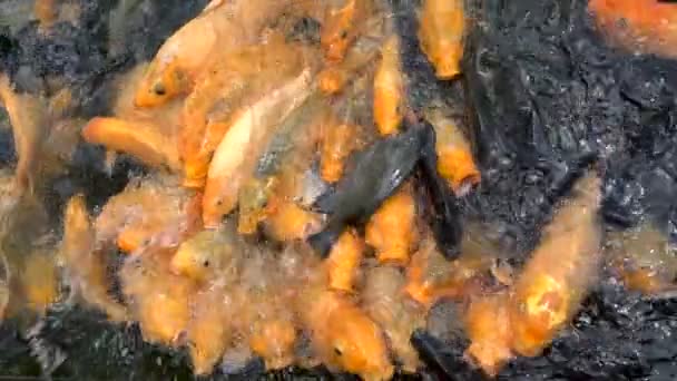 Bunte Koi-Karpfenfische im Teich — Stockvideo