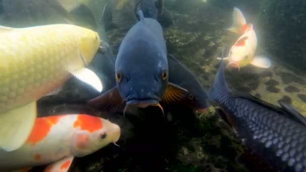 Koi karper vis in een vijver — Stockvideo