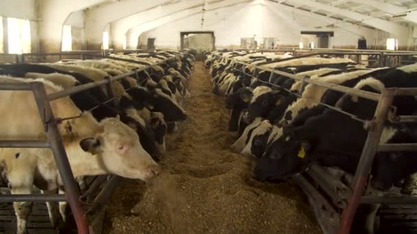 Коровы кормятся на молочной ферме — стоковое видео