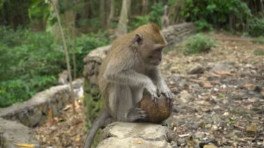 Macaque parkta dinleniyor ve rakunla oynuyor.