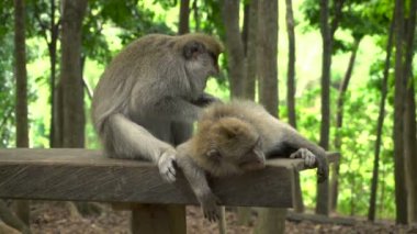 Bir çift makak parkta bir bankta dinleniyor.