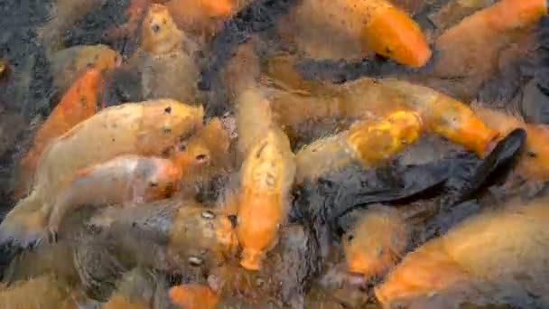 연못에서 먹이를 먹고 있는 화려 한 코이 잉어 — 비디오