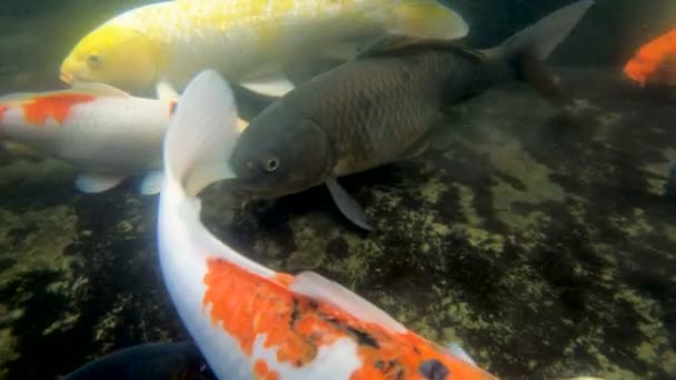 Poisson carpe koï dans un étang — Video