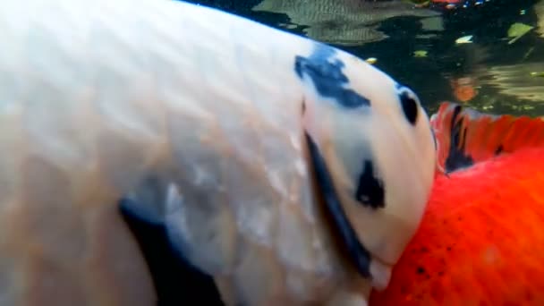 Poisson carpe koï dans un étang