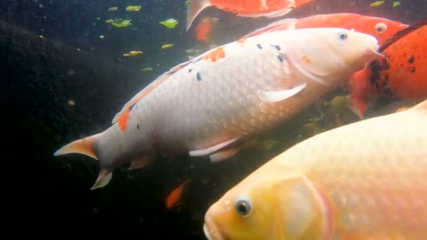 Kapr Koi ryb v rybníku — Stock video