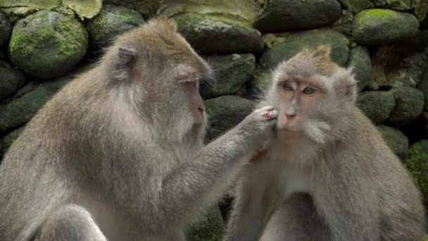 Macacos descansando e arrumando em um parque — Vídeo de Stock