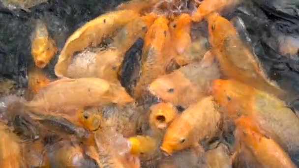 Ikan koi ikan mas berwarna-warni di kolam peternakan yang diberi makan — Stok Video