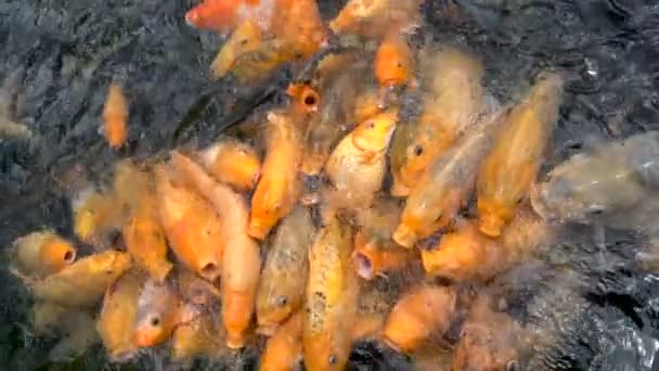 Pesce carpa koi colorato in un laghetto fattoria alimentazione — Video Stock