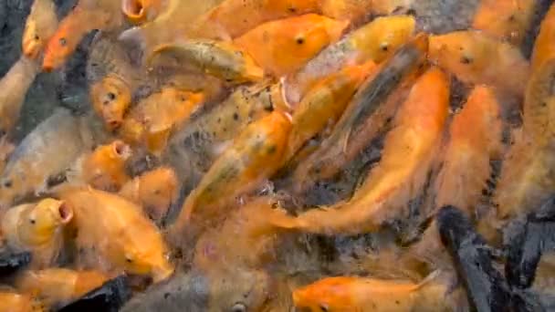 Bunte Koi-Karpfenfische im Teich — Stockvideo