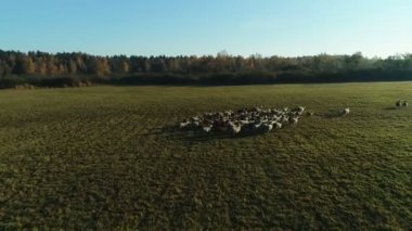 Çiftlik arazisinde otlayan koyun sürüsünün havadan görünüşü