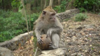 Macaque parkta dinleniyor ve rakunla oynuyor.