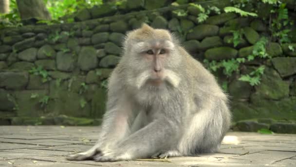 Macaque descansando em um parque — Vídeo de Stock