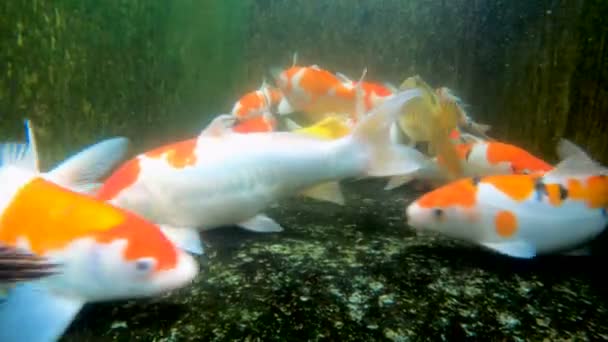 海鱼在池塘里 — 图库视频影像