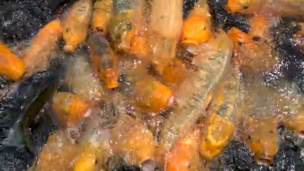 Bunte Koi-Karpfenfische im Teich — Stockvideo