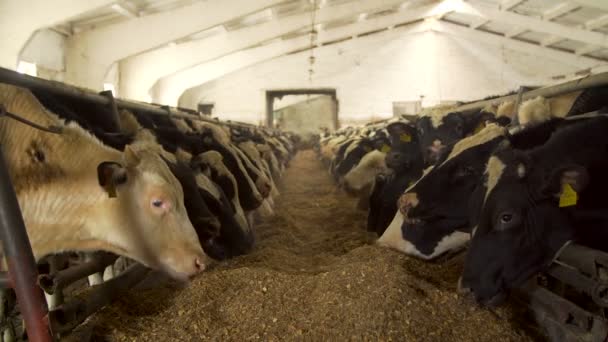 酪農場の牛舎で牛の餌やり — ストック動画