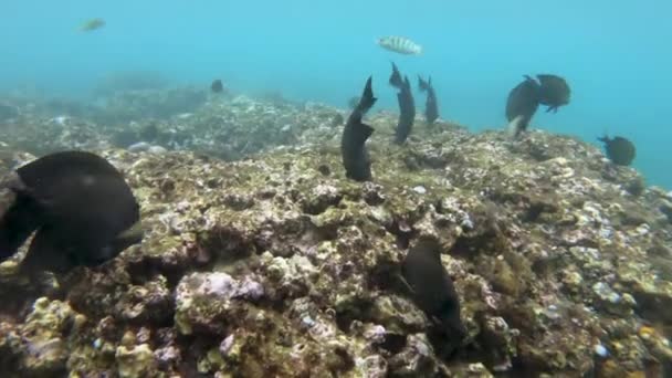 Snorkling omkring koralrev med tropiske fisk – Stock-video