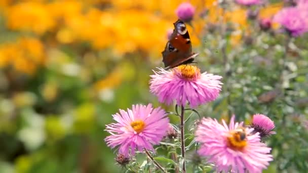 Fjärilar som flyger över rosa trädgård blommor — Stockvideo