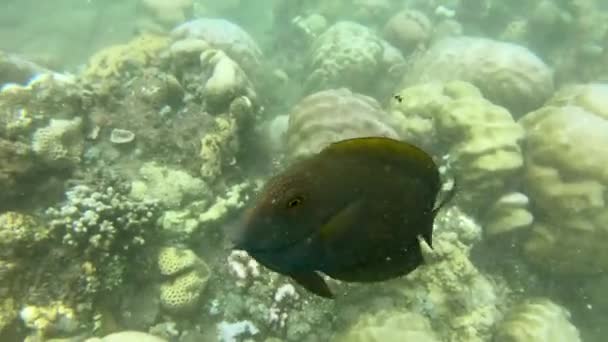Ныряние с маской вокруг коралловых рифов с тропическими рыбами — стоковое видео