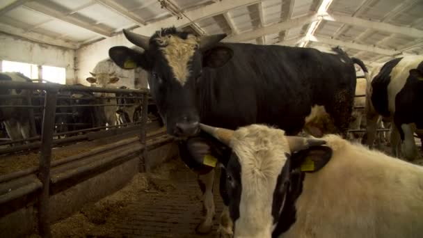 Vacas en una granja lechera — Vídeo de stock