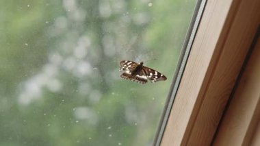 Güneşli bir günde pencereden kaçmaya çalışan bir kelebek.