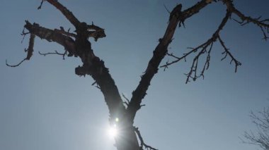 Dried twig and branches of Tree with flare sun light among blue sky on a winter day