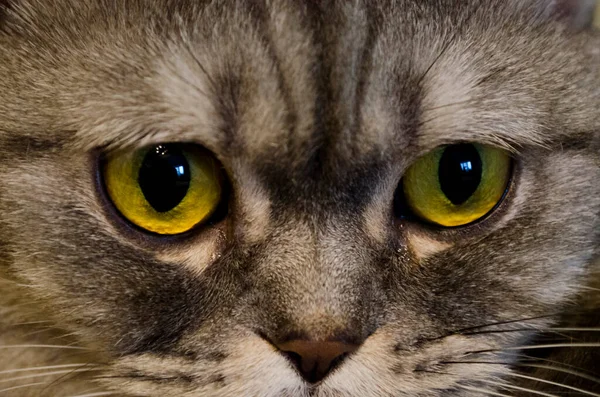 一只成年苏格兰猫的嘴大而聪明的黄眼睛和鼻子合上了 — 图库照片