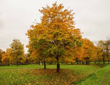 Sonbahar, sonbahar yaprakları. Sonbahar altın