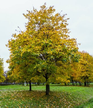 Sonbahar, sonbahar yaprakları. St. Petersburg sonbahar.